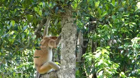 马来西亚婆罗洲沙巴州拉巴克湾的一棵树上坐着一只鼻猴视频的预览图