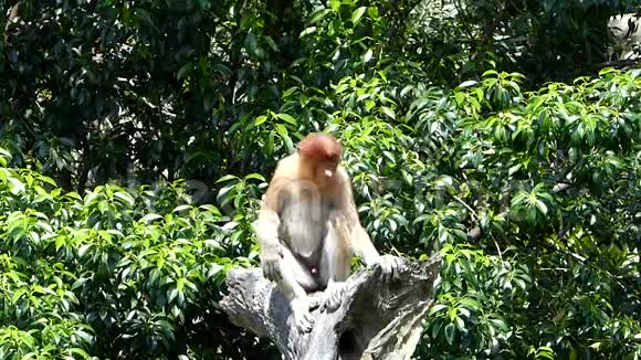 马来西亚婆罗洲沙巴拉巴克湾的一棵树上坐着一只小雄猴视频的预览图