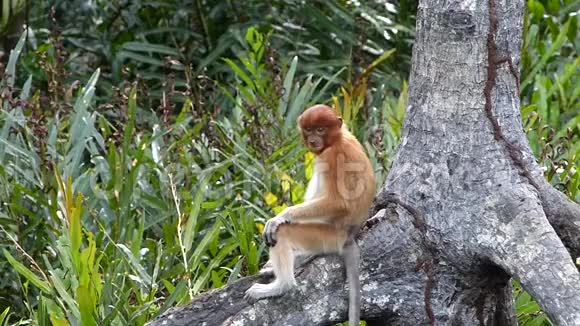 马来西亚婆罗洲沙巴拉布湾红树林中的小长鼻猴视频的预览图