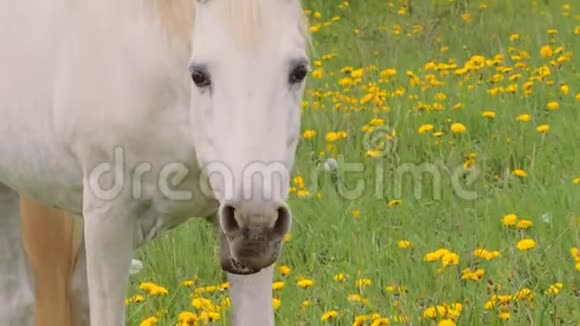 在牧场上散步的白牧马视频的预览图