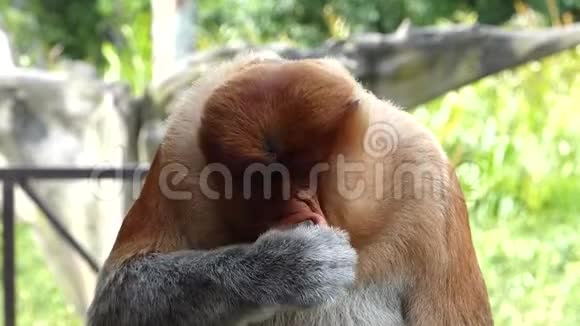 马来西亚婆罗洲沙巴拉布湾雄性长鼻猴鼻涕幼虫视频的预览图