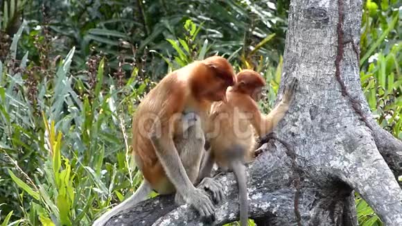 马来西亚婆罗洲沙巴拉布湾母长鼻猴幼体幼体坐在树上视频的预览图