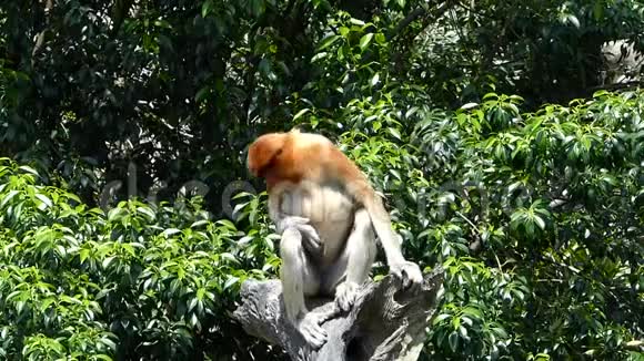 马来西亚婆罗洲沙巴州拉巴克湾的一棵树上坐着一只雌性猴视频的预览图