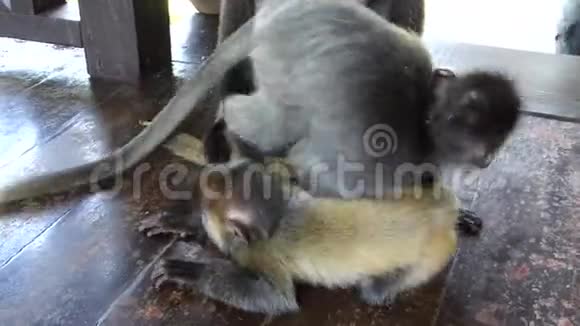 马来西亚婆罗洲沙巴州拉巴克湾游客中心玩的小银叶猴视频的预览图