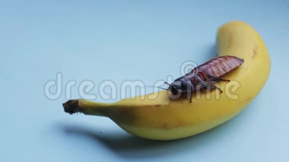 棕色的马达加斯加大蟑螂在成熟的黄色香蕉上爬行背景是蓝色的视频的预览图