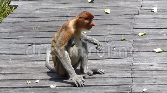 马来西亚婆罗洲沙巴州Labuk湾的喂食平台上进食的雌性Proboscis猴子视频的预览图