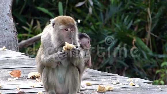 马来西亚婆罗洲沙巴Labuk湾有婴儿进食平台的长尾猕猴视频的预览图