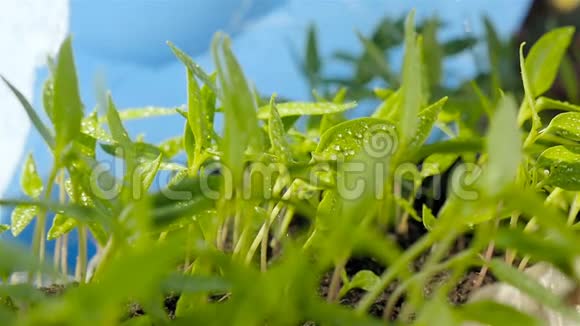 在温室条件下生长的植物给幼苗浇水蓝色背景视频的预览图
