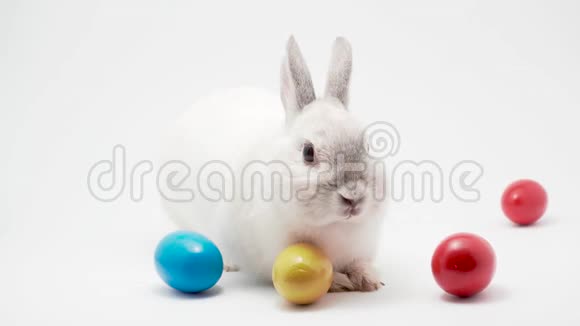 白兔与复活节彩蛋分离工作室假期背景视频的预览图