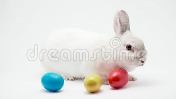 白兔与复活节彩蛋分离工作室假期背景视频的预览图