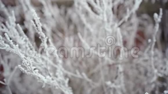 大个子手轻轻地抚摸着冰霜和雪树枝视频的预览图