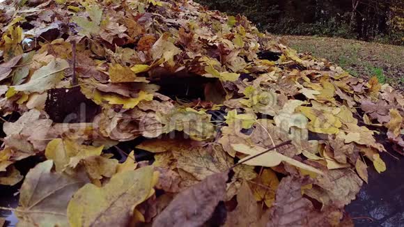 公园2汽车挡风玻璃上秋天落叶的慢镜头视频的预览图