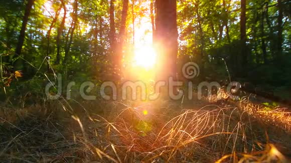 早上在森林里太阳的光线穿过树木视频的预览图