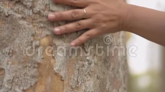 在公共公园的一棵树的树干上轻轻地抚摸着女人的手视频的预览图