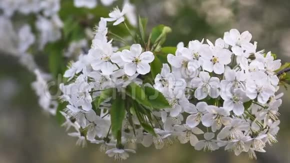 樱花春日樱花视频的预览图