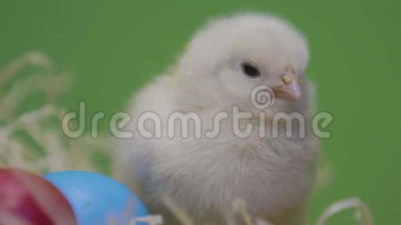 一只小鸡五颜六色的复活节彩蛋毛茸茸的小妞绿色背景宏观视频的预览图