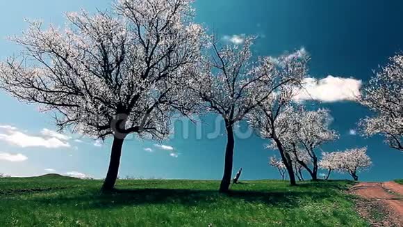 春天的风景时光流逝盛开的树木视频的预览图