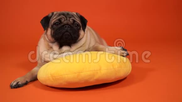 美丽的巴格躺在黄色的枕头上可爱的狗躺在橙色的背景上视频的预览图
