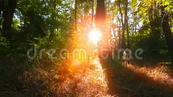 早上在森林里太阳光线穿过树木视频的预览图