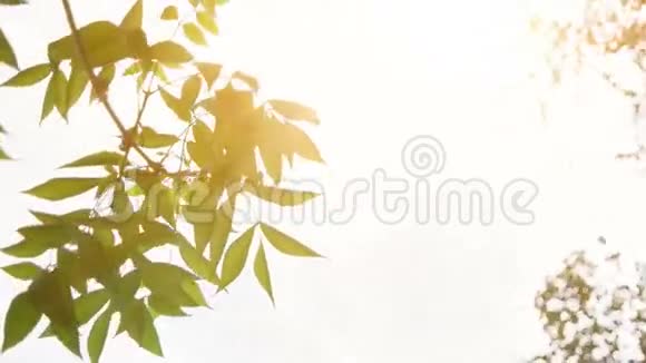 公园树的叶子在风中缓慢移动背景上有明亮的朝阳视频的预览图