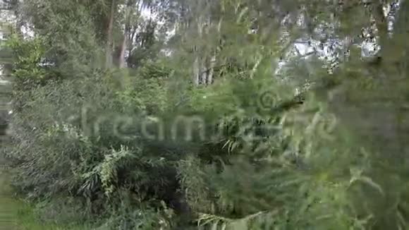 沿路的树木和灌丛视频的预览图
