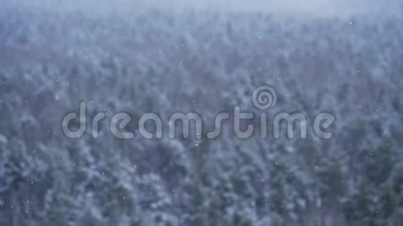 降雪期间的冬季森林鸟瞰图用长焦镜头拍摄从远到近转移焦点视频的预览图