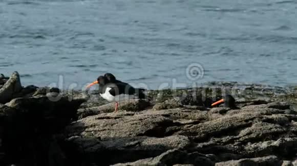 爱尔兰唐加尔县的捕鸟人站在岩石上视频的预览图