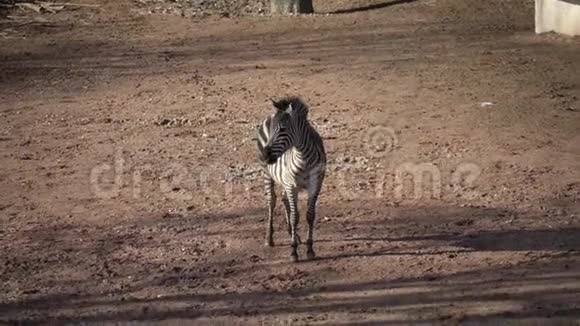 条纹黑白哺乳动物斑马视频的预览图