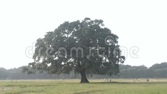 在日落的夏天一棵橡树在草地上乡村风景环境保护背景生命之树视频的预览图