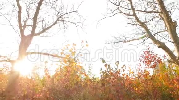 没有叶子的树秋天的城市风景慢动作明亮的阳光视频的预览图