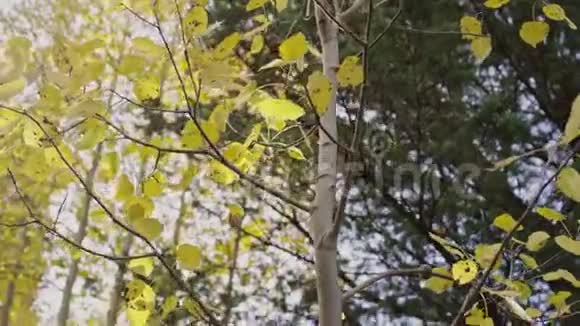 秋天的景象抬头望向树篷树篷上有黄色的白杨视频的预览图