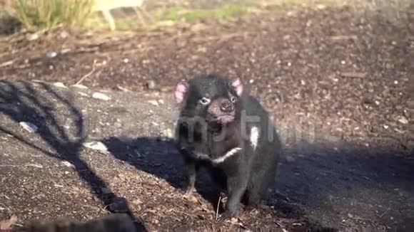 塔斯马尼亚魔鬼也被称为有袋魔鬼和有袋魔鬼拉特萨科菲勒斯哈里斯一种食肉的有袋动物视频的预览图