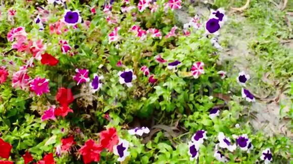 花园中的堇花野生中提琴杂交开花植物红白紫颜色的斑叶在农村被发现视频的预览图