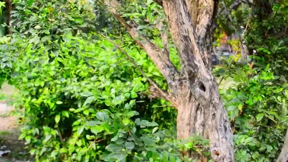 棕色森林树干环境中的绿色苔藓热带森林动物野生动物自然环境前景视频的预览图