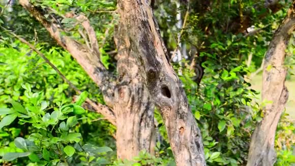 分枝植物树皮树干上的一个洞鸟类动物之巢关闭绿苔热带森林环境背景动物视频的预览图