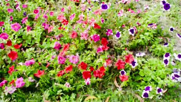花园中的堇花野生中提琴杂交开花植物红白紫颜色的斑叶在农村被发现视频的预览图