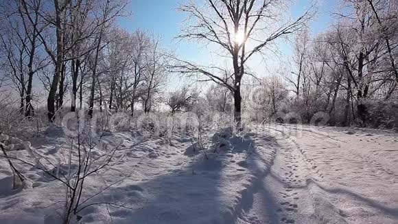 冬天公园里下雪树木被雪覆盖动作缓慢视频的预览图
