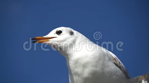 特写尖叫海鸥的肖像白色的鸟用橙色的喙对抗蓝色的晴空野生动物的场景欧洲视频的预览图