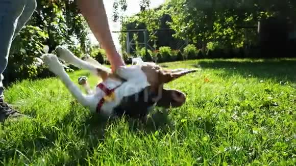 男人在草地上和他的狗玩耍一只欢快的小猎犬躺在他的背上咬着狗在公园里散步视频的预览图