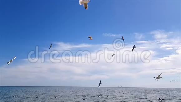 海滩上的鸟视频的预览图
