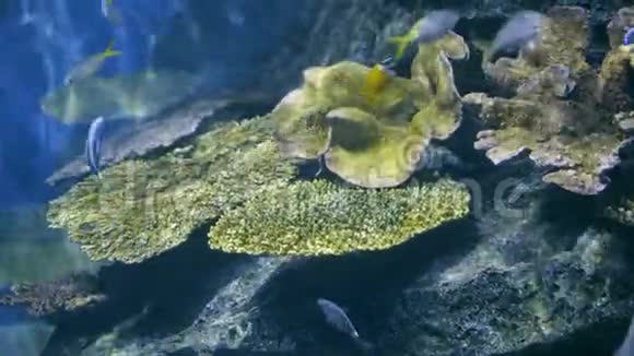 海底多彩珊瑚礁与热带鱼类游泳有趣视频的预览图
