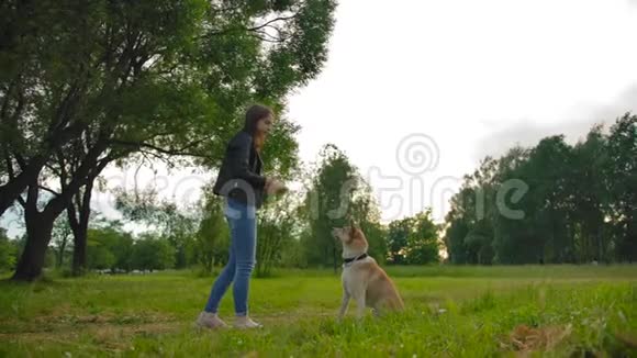 一只母狗把食物扔给她的狗一只小狗在飞的时候抓住了它慢动作视频的预览图
