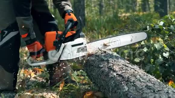 伐木工人正在锯树干视频的预览图