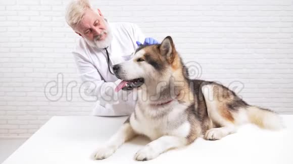 男兽医在诊所检查病人的耳朵视频的预览图