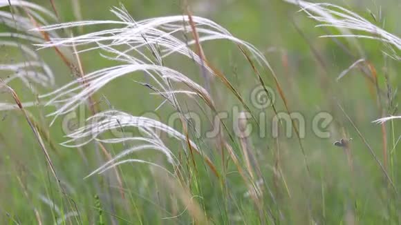 春天美丽的草地细节有羽毛草植物视频的预览图