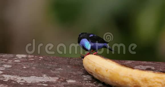 热带雨林中的热带小鸟红腿蜂视频的预览图