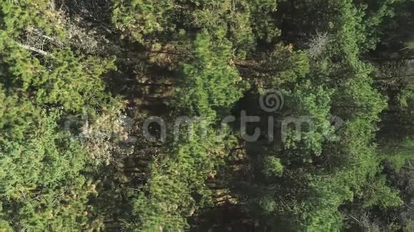秋天的针叶林无人机的鸟瞰图视频的预览图