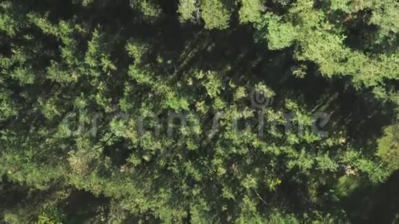 美丽的绿色针叶林从上面从无人机射击视频的预览图