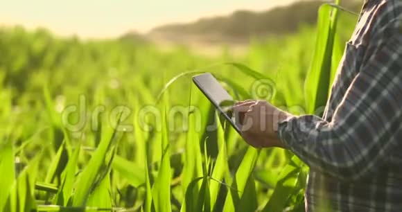 镜头耀斑的特写农民手拿平板电脑触摸和检查玉米地的叶子视频的预览图