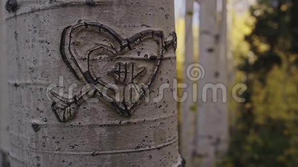 爱的心箭刻在白色的白杨树树皮和黄色的秋色后面视频的预览图
